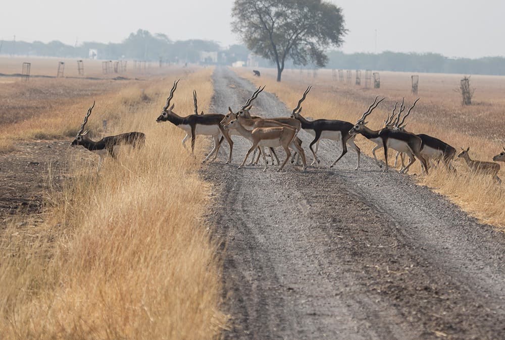 Velavadar National Park (Blackbuck Sanctuary) β Photo 2