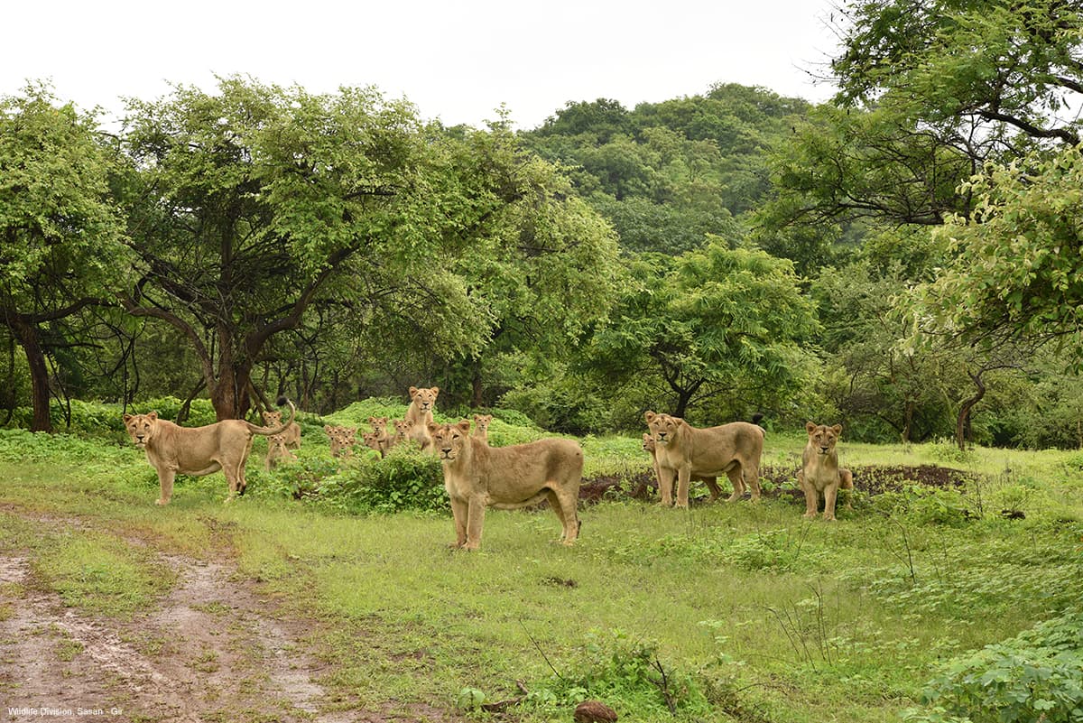 Gir Jungle Safari (Gypsy Safari) β Photo 1