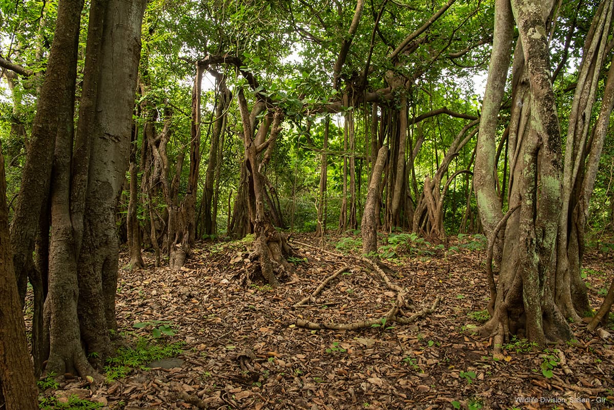 Gir Jungle Safari (Gypsy Safari) β Photo 3