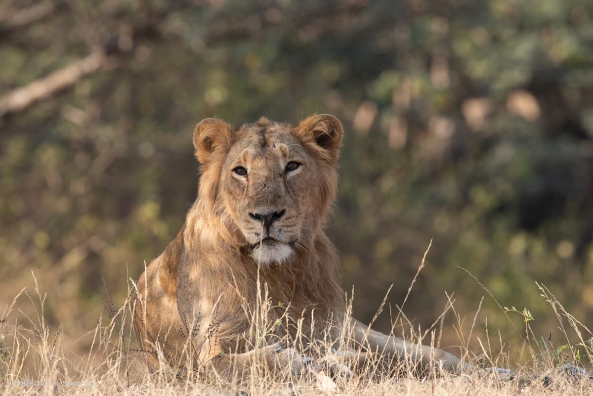 Gir Jungle Safari (Gypsy Safari) β Photo 2