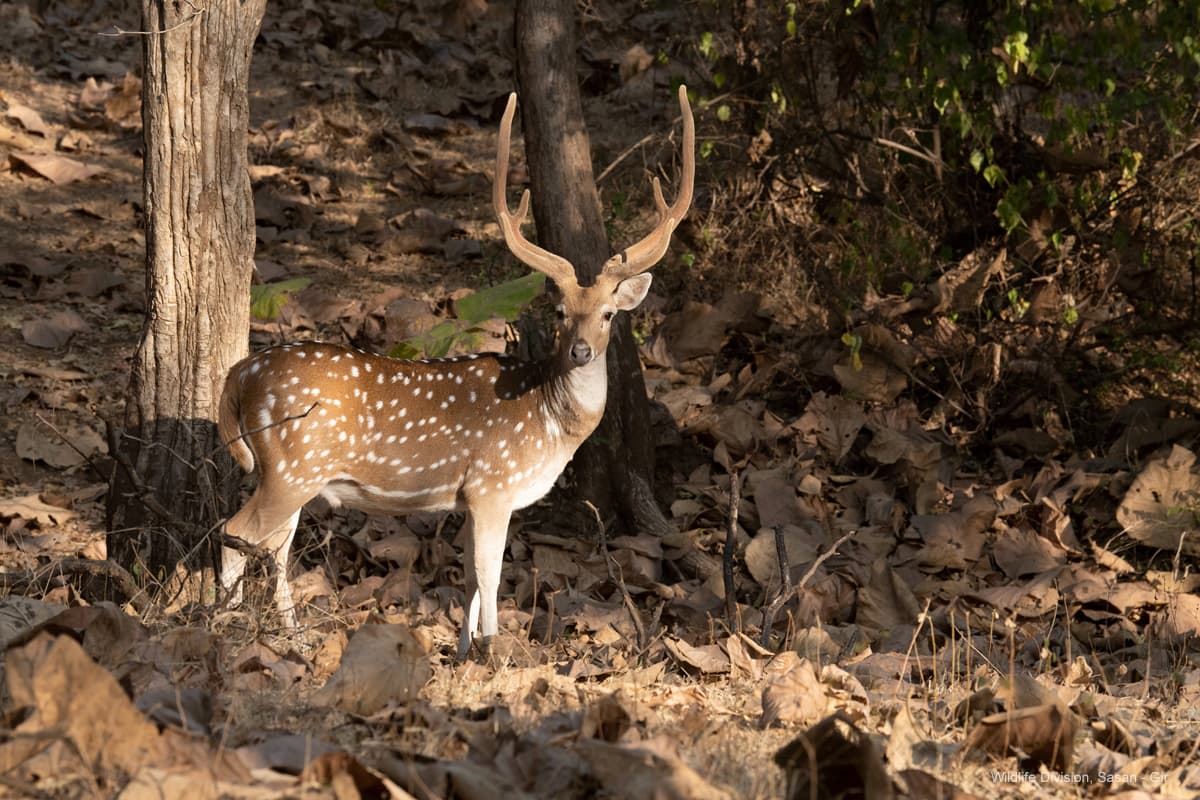 Gir Jungle Safari (Gypsy Safari) β Photo 4