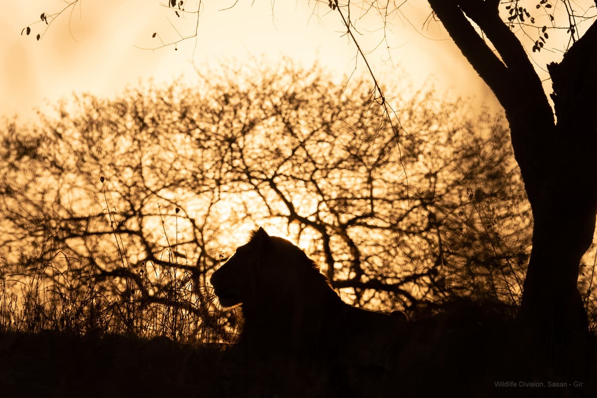 Gir Jungle Safari (Gypsy Safari) β Photo 5