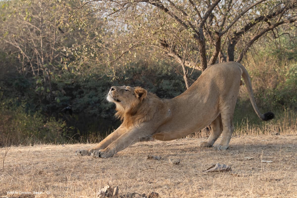 Gir Jungle Safari (Gypsy Safari) β Photo 6