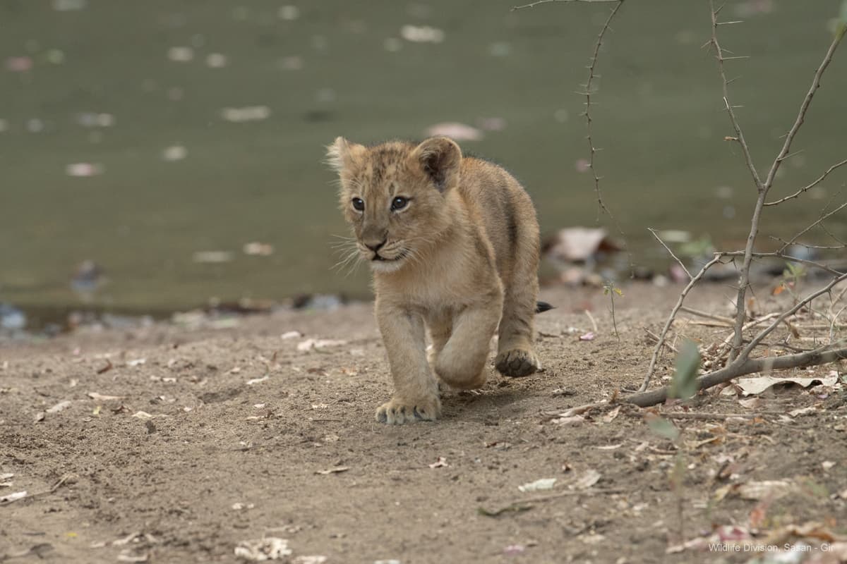 Gir Jungle Safari (Gypsy Safari) β Photo 7