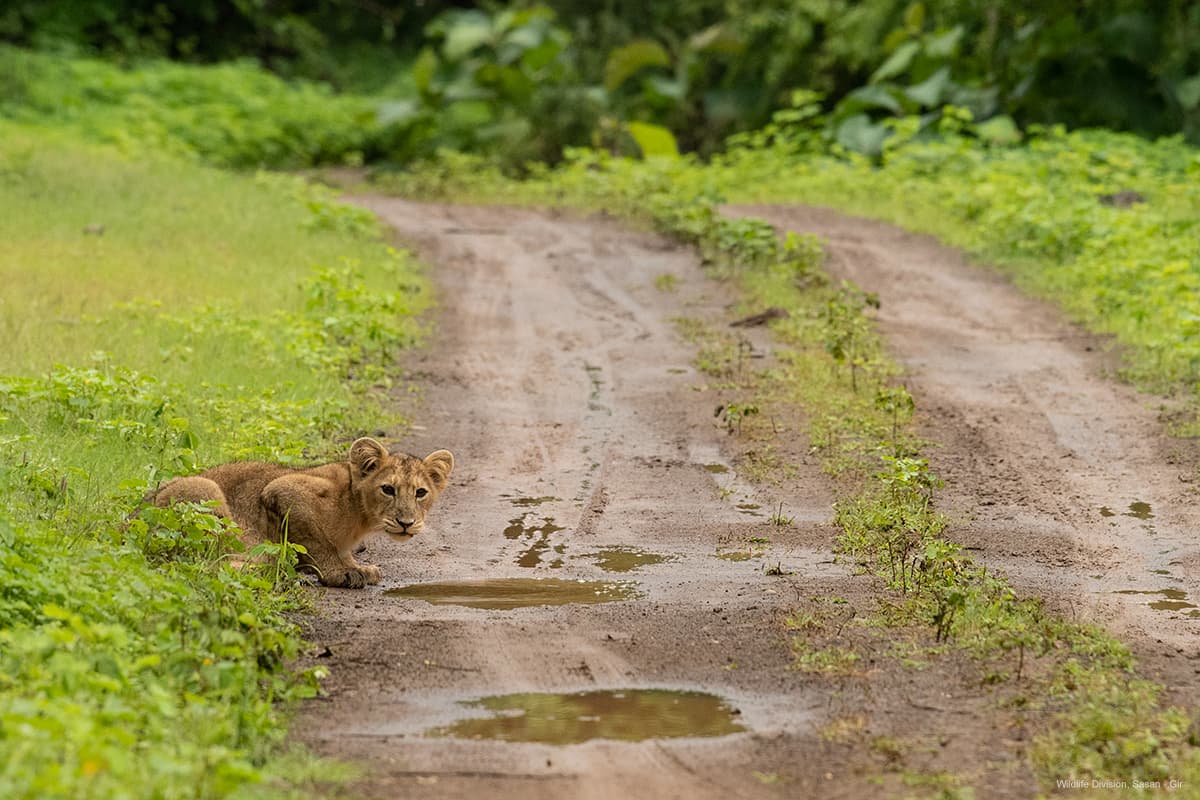 Gir Jungle Safari (Gypsy Safari) β Photo 8