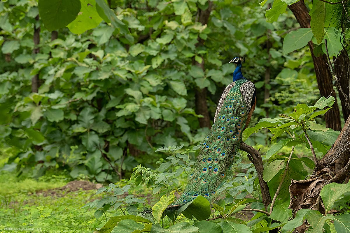 Gir Jungle Safari (Gypsy Safari) β Photo 9