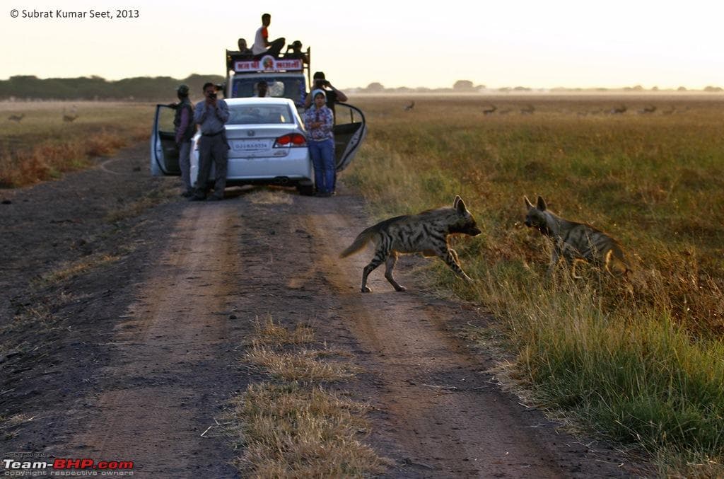 Velavadar National Park (Blackbuck Sanctuary) β Photo 4