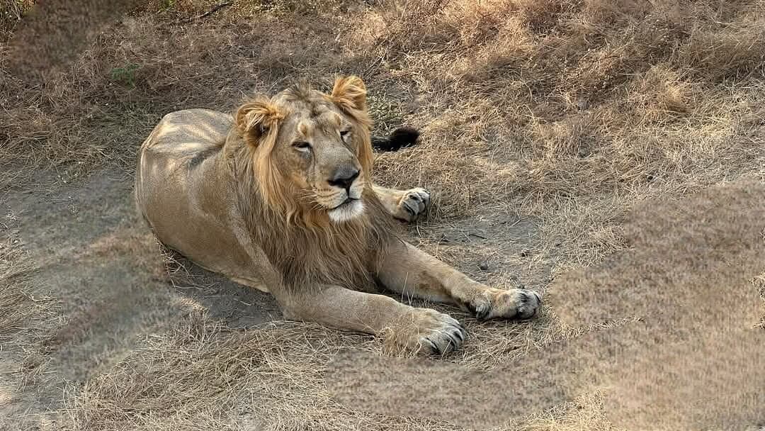 Ambardi Safari Park β Photo 5