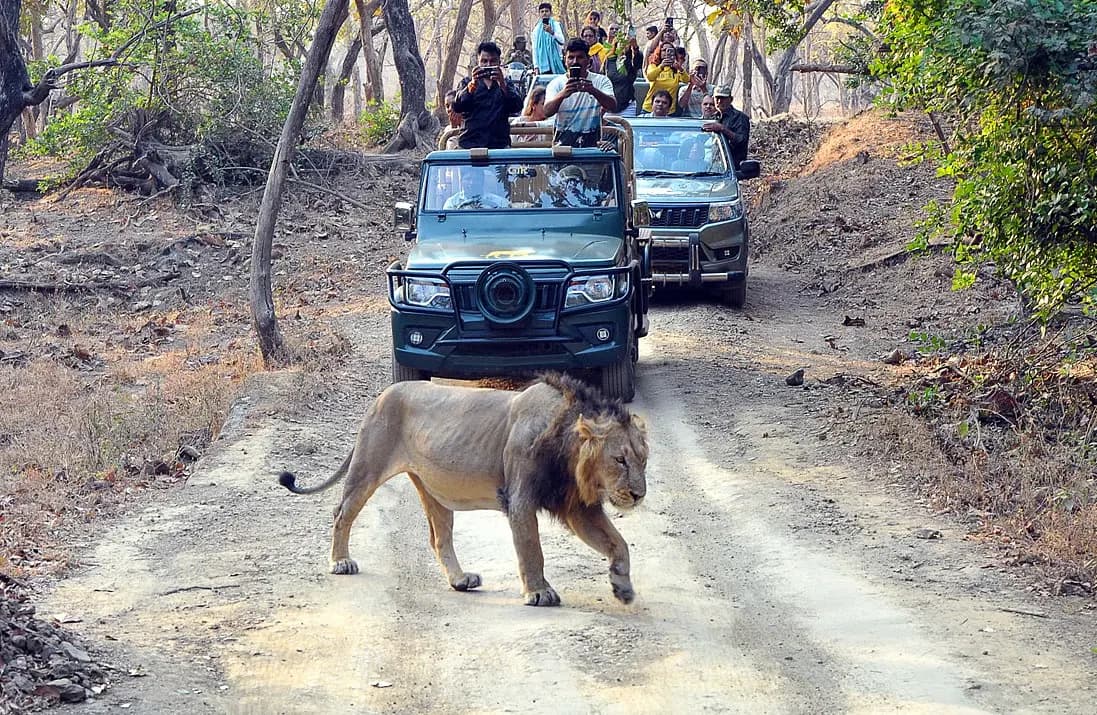 Gir Jungle Safari (Gypsy Safari) in Sasan Gir
