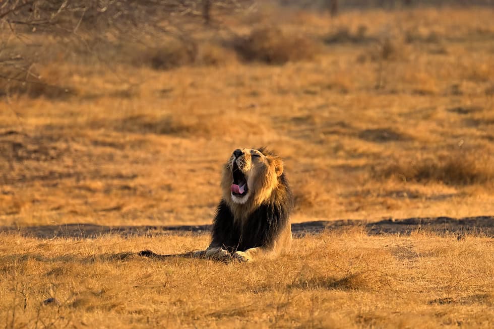 Ambardi Safari Park β Photo 2