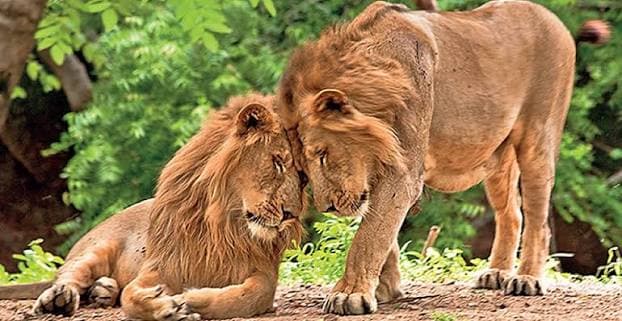 Gir Jungle Safari