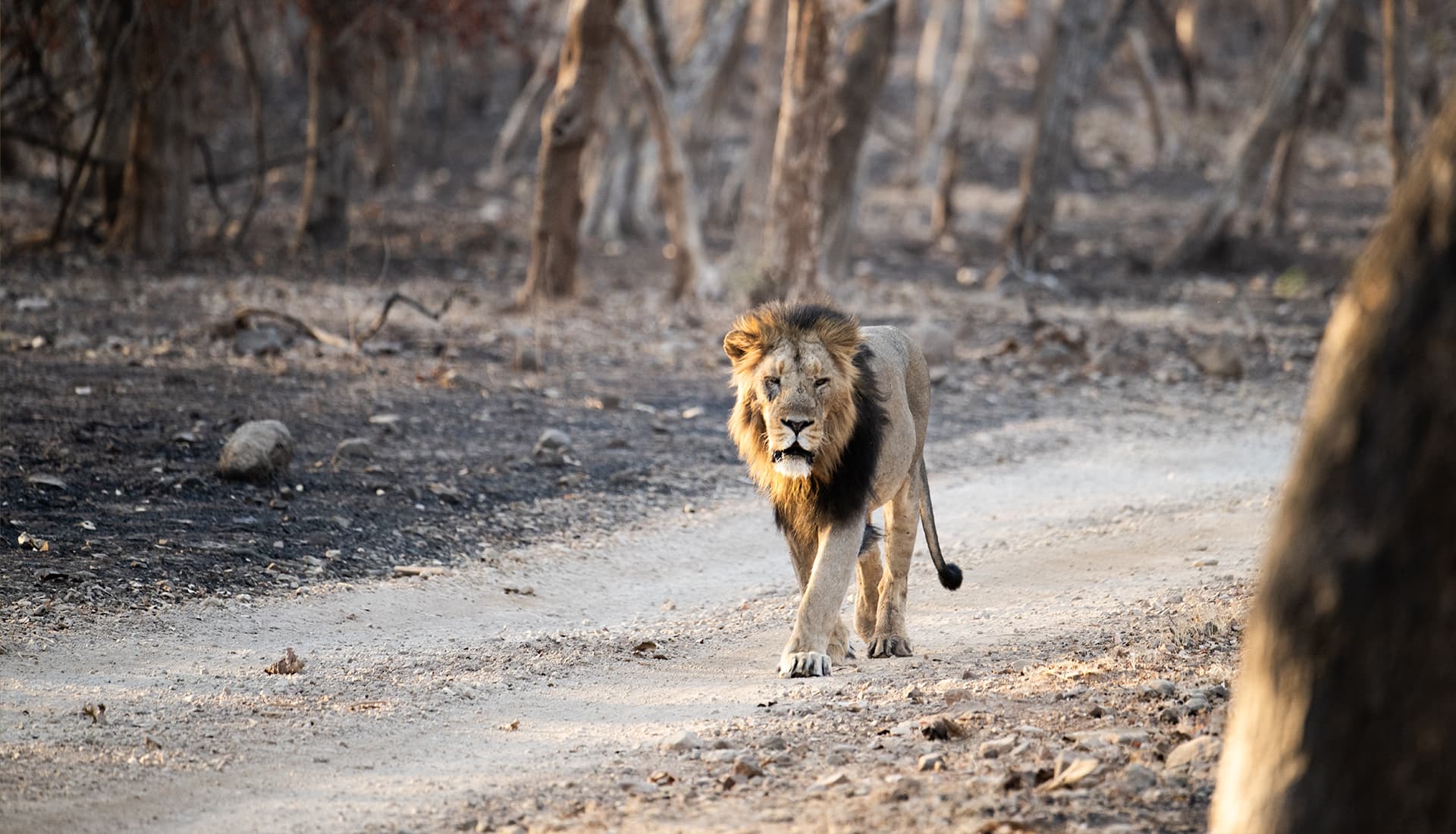 Devalia Park Bus Safari in Sasan Gir