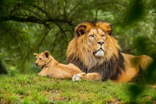 Girnar Nature Safari β Photo 3