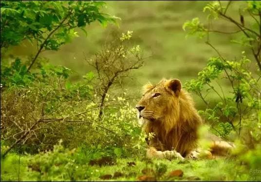 Girnar Nature Safari β Photo 2
