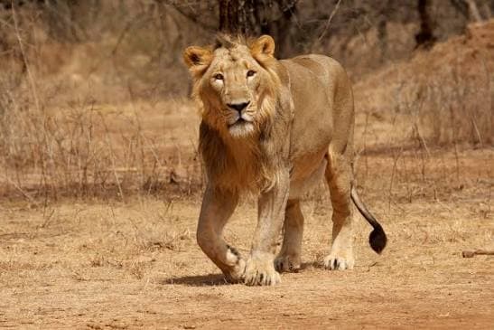 Girnar Nature Safari β Photo 1