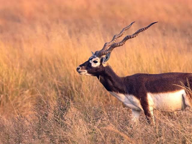 Velavadar National Park (Blackbuck Sanctuary) β Photo 3