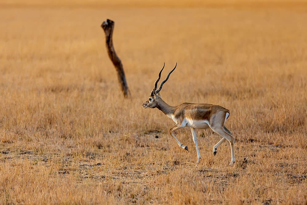 Velavadar National Park (Blackbuck Sanctuary) β Photo 1